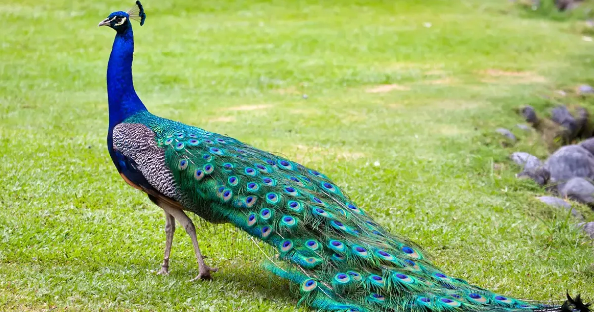 peacock