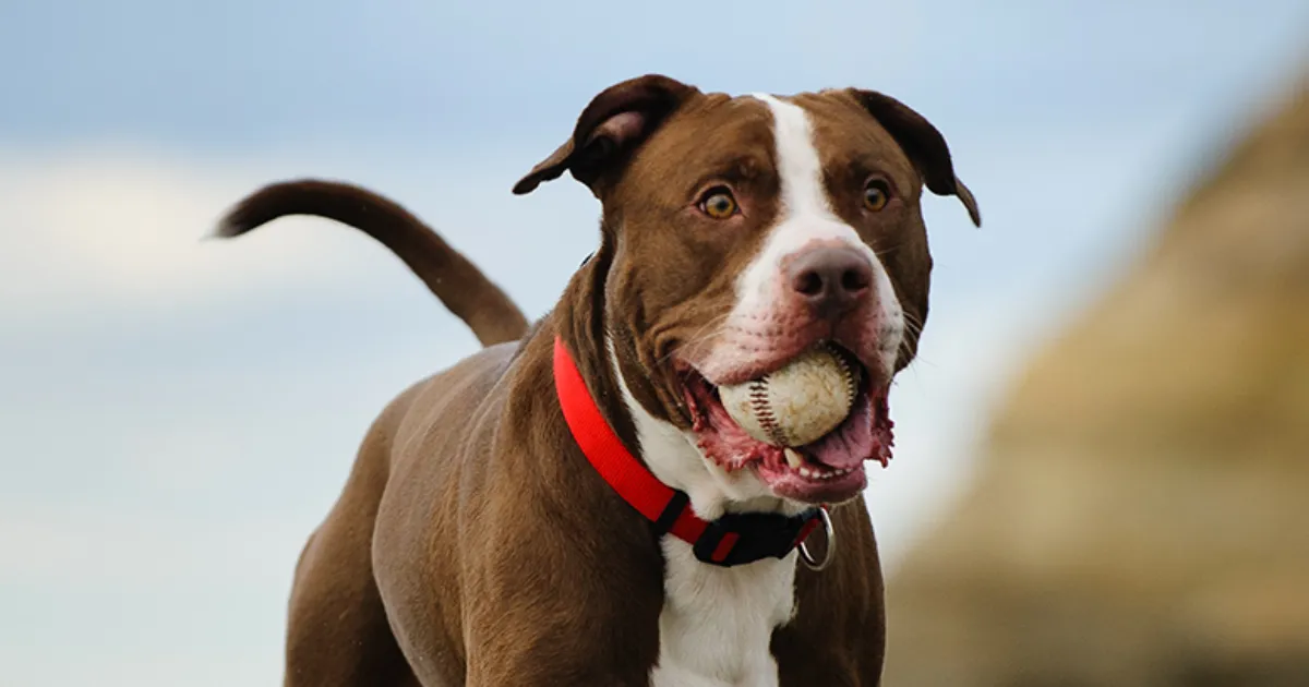 The Most Deadliest Dog in the World: Facts and Safety Tips